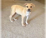 Scout - Male American Staffordshire Terrier-Black Mouth Cur Mix Dog for Adoption - Small photo