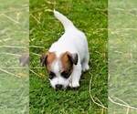 Small #5 Russell Terrier