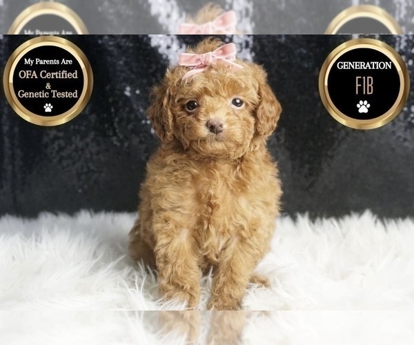 Medium Photo #58 Maltipoo Puppy For Sale in WARSAW, IN, USA