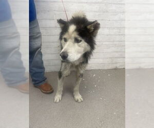 Siberian Husky Dogs for adoption in San Bernardino, CA, USA