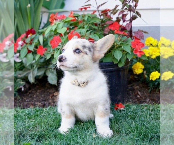 Medium Photo #5 Pembroke Welsh Corgi Puppy For Sale in PARADISE, PA, USA