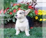 Small Photo #17 Pembroke Welsh Corgi Puppy For Sale in PARADISE, PA, USA