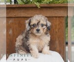 Small Poodle (Miniature)