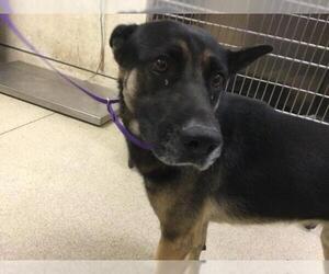 German Shepherd Dog Dogs for adoption in Riverside, CA, USA