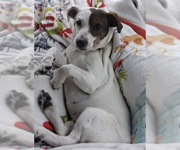Medium Photo #1 Jack Russell Terrier-Unknown Mix Puppy For Sale in Decatur, GA, USA