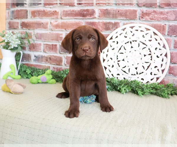 Medium Photo #1 Labrador Retriever Puppy For Sale in SYRACUSE, IN, USA