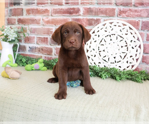 Labrador Retriever Puppy for sale in SYRACUSE, IN, USA