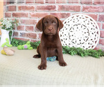 Small Labrador Retriever
