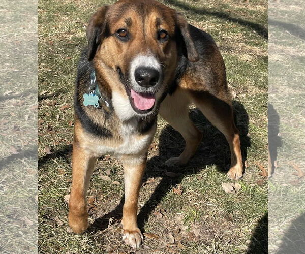 Medium Photo #13 Mutt Puppy For Sale in Fort Worth, TX, USA