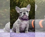 Small Photo #1 French Bulldog Puppy For Sale in GRESHAM, OR, USA