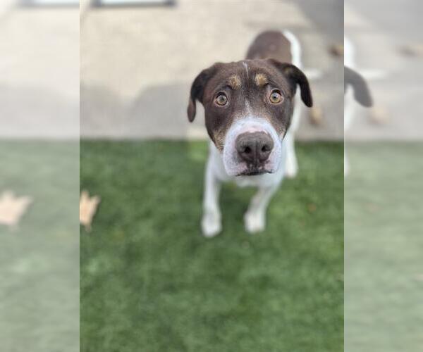 Medium Photo #2 Labrador Retriever-Unknown Mix Puppy For Sale in Chula Vista, CA, USA