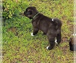 Small #9 Akita
