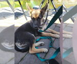 Small #9 German Shepherd Dog Mix