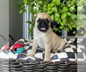 Pug Puppy for sale in FRANKLIN, IN, USA