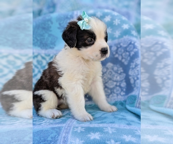 Medium Photo #3 Saint Bernard Puppy For Sale in LANCASTER, PA, USA
