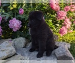 Small #11 Belgian Sheepdog