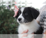 Small #14 Australian Shepherd