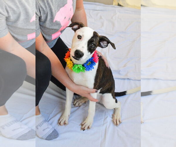 Medium Photo #3 American Pit Bull Terrier-Unknown Mix Puppy For Sale in McKinney, TX, USA