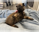 Small Photo #181 Belgian Malinois Puppy For Sale in REESEVILLE, WI, USA