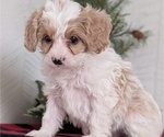 Small #10 Cavapoo (Miniature)