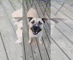 Small #1 Breeder Profile image