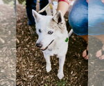 Small #4 Pomsky