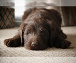 Small Photo #5 Labradoodle Puppy For Sale in NEWBURG, MO, USA