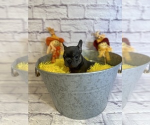 French Bulldog Puppy for sale in ELKHORN, WI, USA