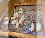 Small #10 English Cream Golden Retriever