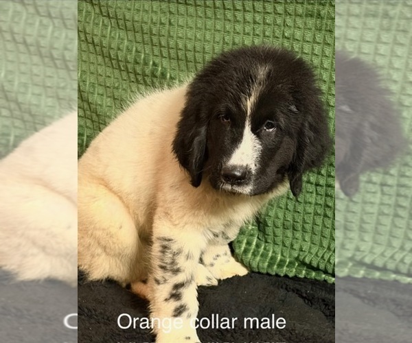 Medium Photo #13 Newfoundland Puppy For Sale in AURORA, IN, USA