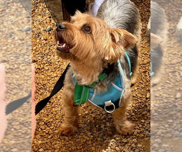 Medium Photo #2 Mutt Puppy For Sale in Fairfax, VA, USA