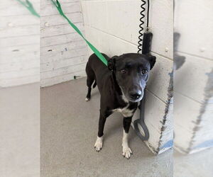 Labrador Retriever-Unknown Mix Dogs for adoption in San Bernardino, CA, USA