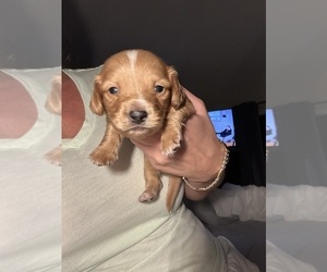 Dachshund Puppy for Sale in SAN DIEGO, California USA