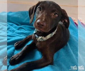 Labrador Retriever-Retriever  Mix Dogs for adoption in Washington, DC, USA