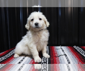 English Cream Golden Retriever Puppy for sale in SHILOH, OH, USA