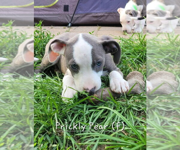 Medium Photo #9 Mutt Puppy For Sale in Wenonah, NJ, USA