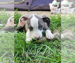 Small #8 Mutt