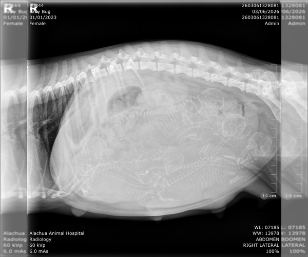 Medium Photo #2 Shih Tzu Puppy For Sale in FANNING SPGS, FL, USA