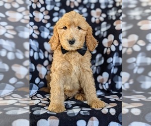 Goldendoodle Puppy for sale in CHRISTIANA, PA, USA