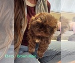 Puppy Brown Male Shih Tzu
