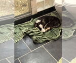 Small #3 Border Collie-Collie Mix