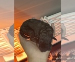 Small #6 Poodle (Miniature)-Poodle (Standard) Mix
