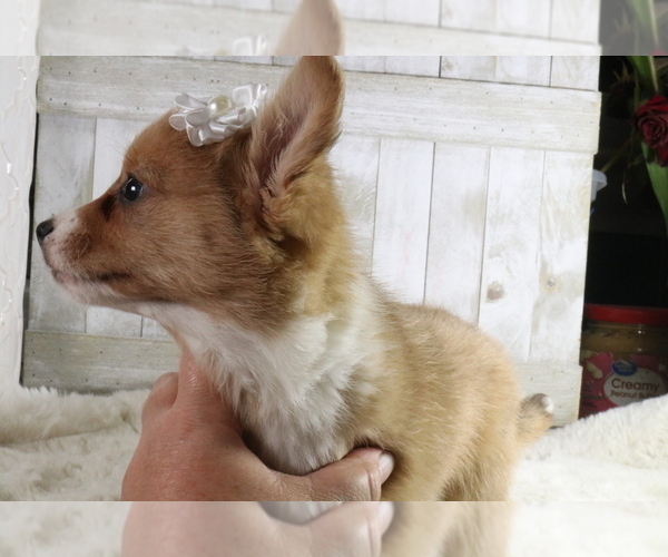 Medium Photo #6 Aussie-Corgi Puppy For Sale in STAFFORD, VA, USA