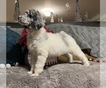 Small Photo #5 Poodle (Standard) Puppy For Sale in HENRY, VA, USA