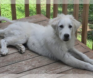 Great Pyrenees Dogs for adoption in MIDWAY, UT, USA