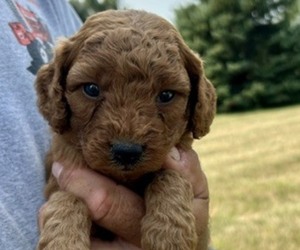 Goldendoodle (Miniature) Puppy for sale in HULL, IA, USA