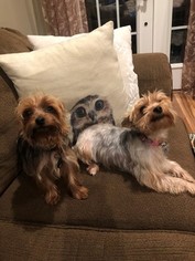 Father of the Yorkshire Terrier puppies born on 09/02/2018