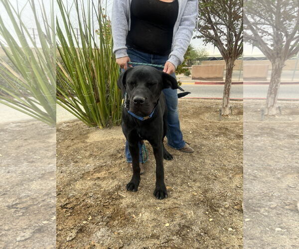 Medium Photo #5 Mutt Puppy For Sale in Goodyear, AZ, USA