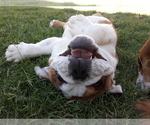 Small Photo #9 Bulldog Puppy For Sale in GLENDALE, AZ, USA