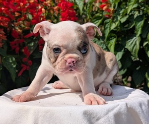 Medium Faux Frenchbo Bulldog